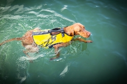 EZYDOG PLÁVACIA VESTA DFD X2 Boost Yelow dog