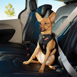 EZYDOG POSTROJ DRIVE CAR HARNESS™ dog 1