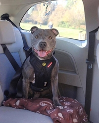 EZYDOG POSTROJ DRIVE CAR HARNESS™ dog 2