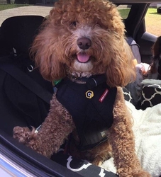 EZYDOG POSTROJ DRIVE CAR HARNESS™ dog 3