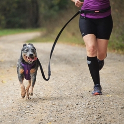 EZYDOG VODÍTKO ROAD RUNNER LEASH™ - BLK dog 2