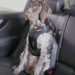 EZYDOG POSTROJ DRIVE CAR HARNESS™ dog 4