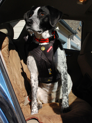 EZYDOG POSTROJ DRIVE CAR HARNESS™ odg 5