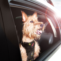 EZYDOG POSTROJ DRIVE CAR HARNESS™ odg 7