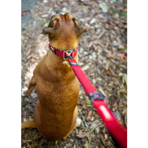 EZYDOG VODÍTKO ZERO SHOCK LEASH™ - 122 cm RED dog
