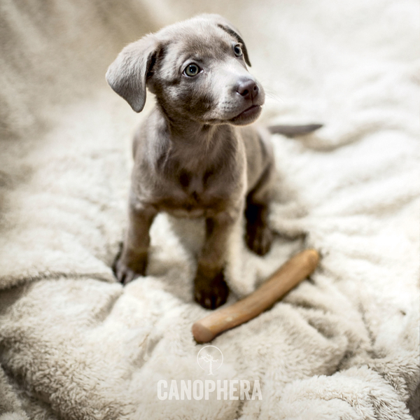 Canophera kávovníkové drevo – žuvacia hračka pre psov 2