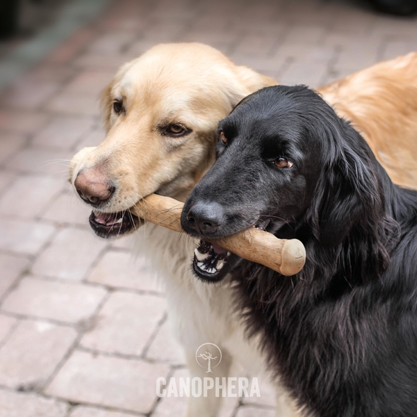 Canophera kávovníkové drevo – žuvacia hračka pre psov 4