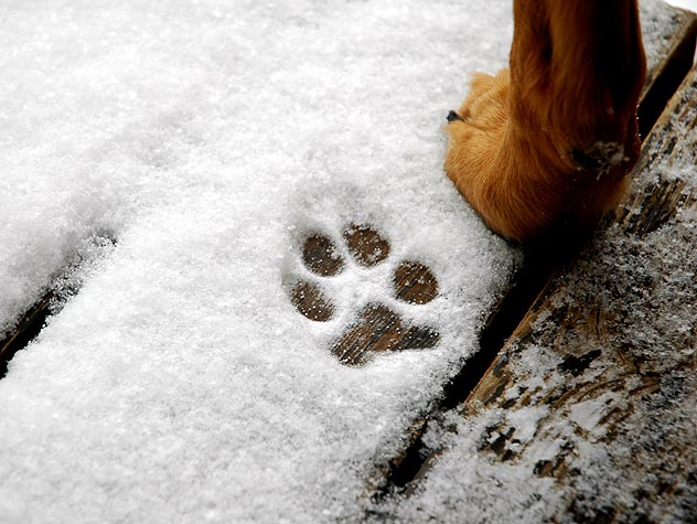 10 tipov aby váš pes prežil zimu v zdraví 